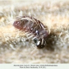 satyrium pruni larva1